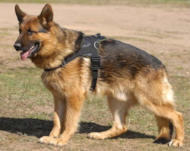 Multifunktions-Geschirr aus Nylon für Deutschen Schäferhund Multifunktions-Geschirr aus Nylon für Deutschen Schäferhund